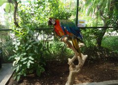 Warna-warni Burung di Beta Aviary Paris Van Java Mall Bandung/Bisnis-Novi