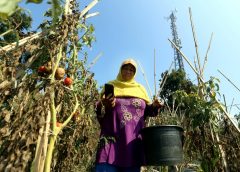 Pendapatan Operator Seluler di Indonesia Naik Tajam/Bisnis-Rachman
