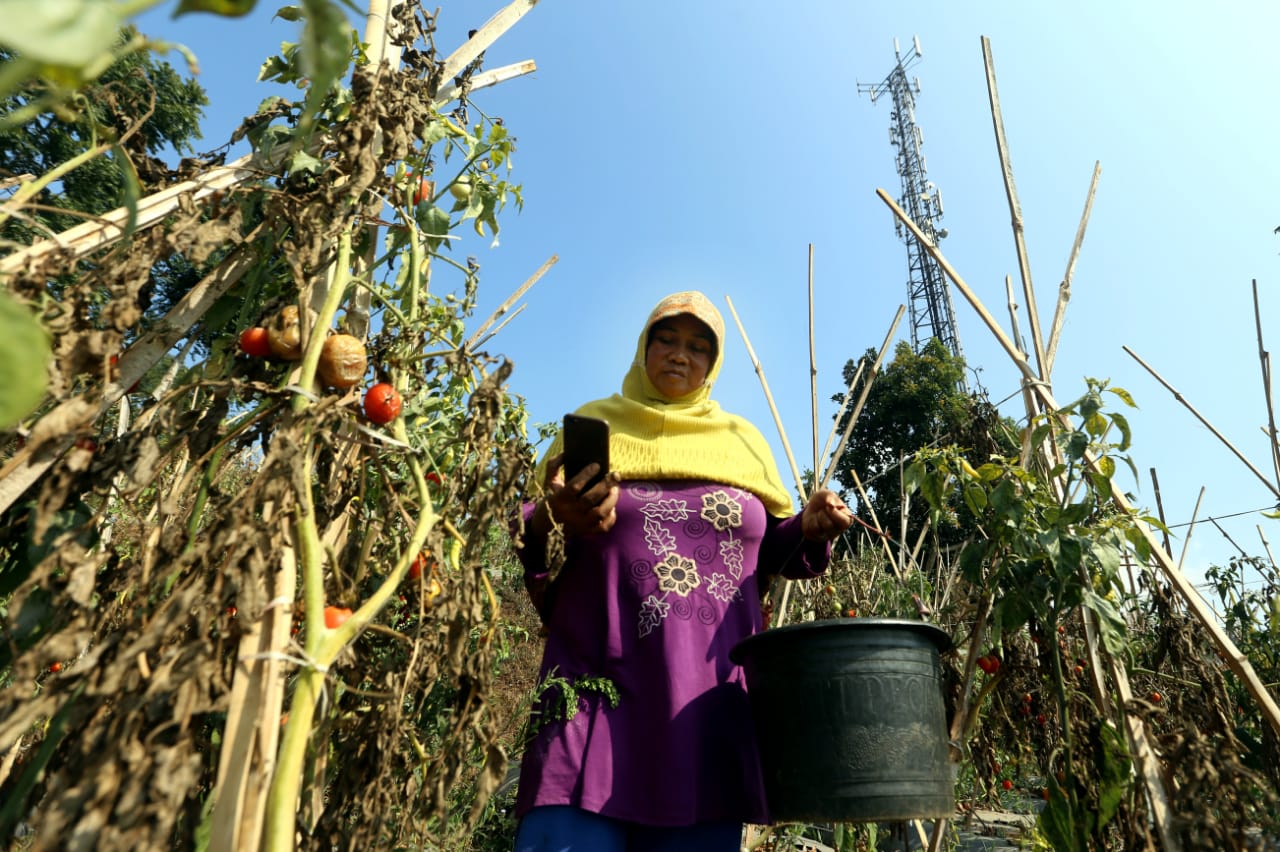 Pendapatan Operator Seluler di Indonesia Naik Tajam/Bisnis-Rachman