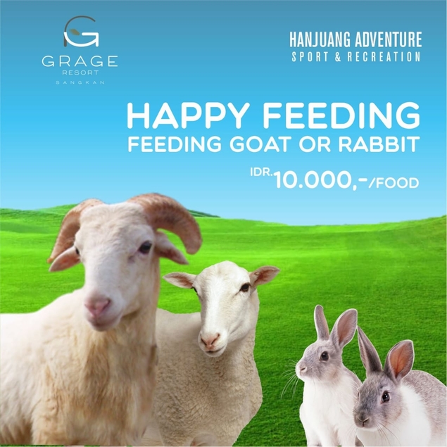 Happy Feeding: Keseruan Memberi Makan Kambing dan Kelinci di Grage Sangkan Hotel & Spa