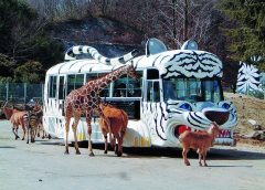 Taman Safari Gunma/All About Japan