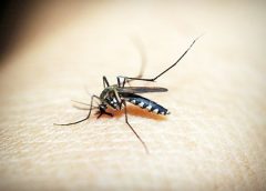 Kenali Penyebab Malaria/Boldsky