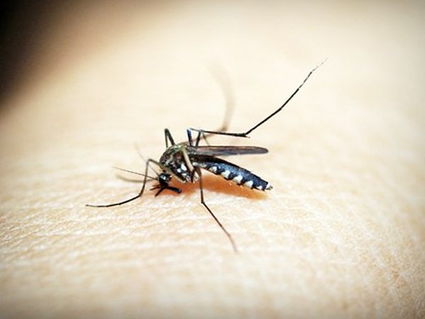 Kenali Penyebab Malaria/Boldsky