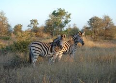 Taman Nasional Kruger/Wikipedia