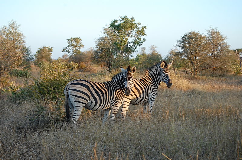 Taman Nasional Kruger/Wikipedia